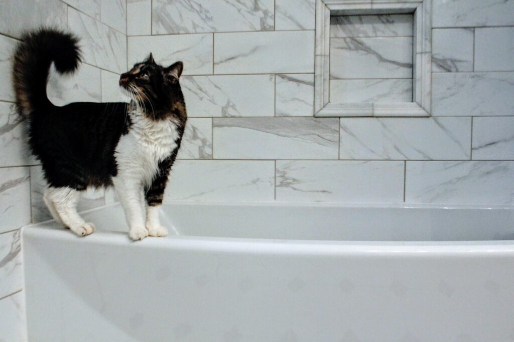 Un chat sur le rebord d'une baignoire.