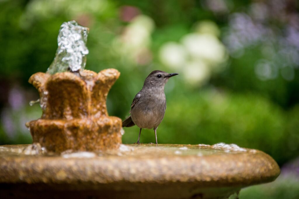 Petit oiseau posé sur une fontaine extérieure.