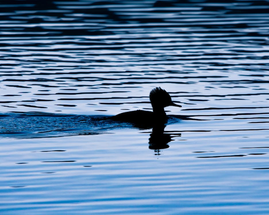 canard dans l'eau de couleur presque bleu canard