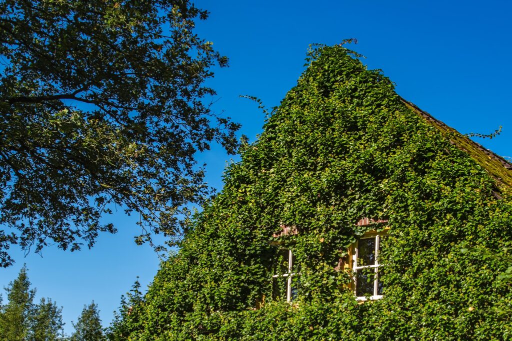 Maison recouverte de liens qui lui donne une épaisse couche de verdure sur l'ensemble de sa structure et de ses murs, à l'exception des fenêtres. Il y a un arbre à côté et un ciel complètement bleu
