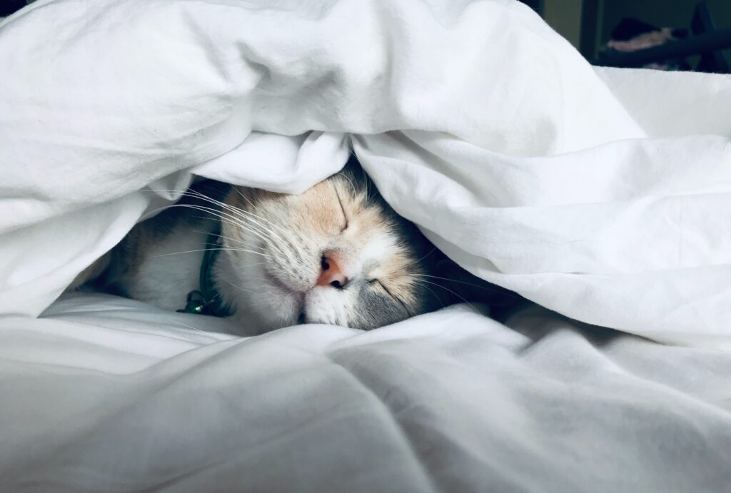 chat dans couette de lit