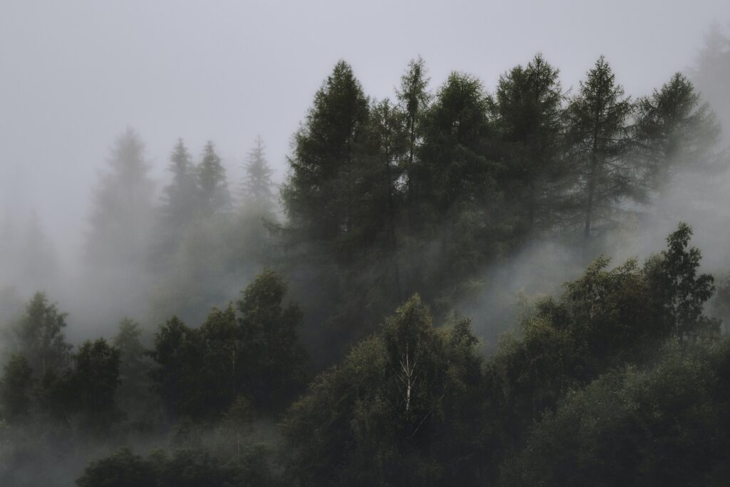 image de forêt dans la brume