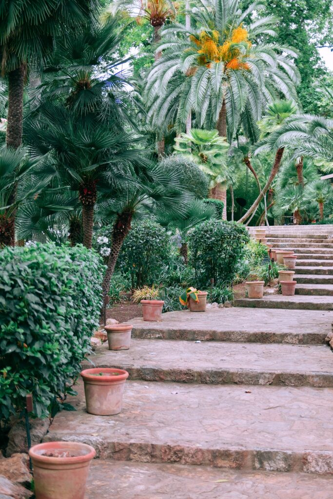 Escalier avec des grandes plantes.