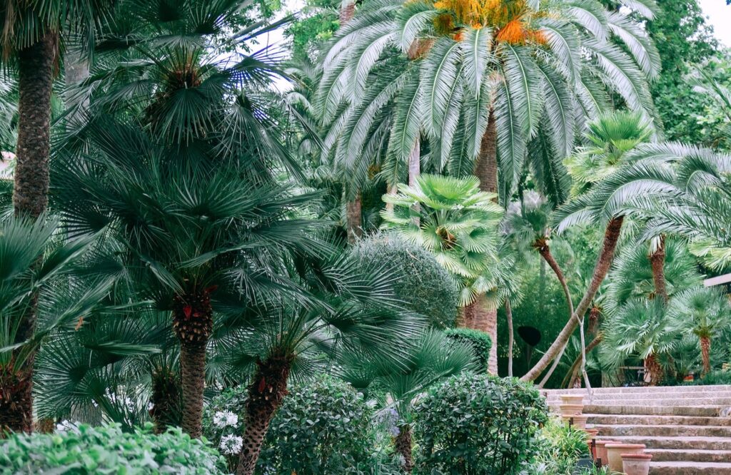 jardin exotique avec palmiers bananiers