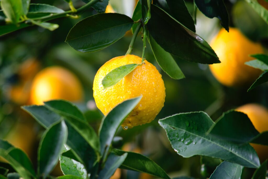 Citrons murs se trouvant sur un citronnier