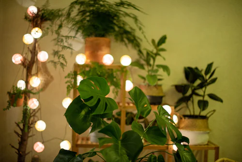 plantes avec guirlandes pour une jolie idée déco balcon