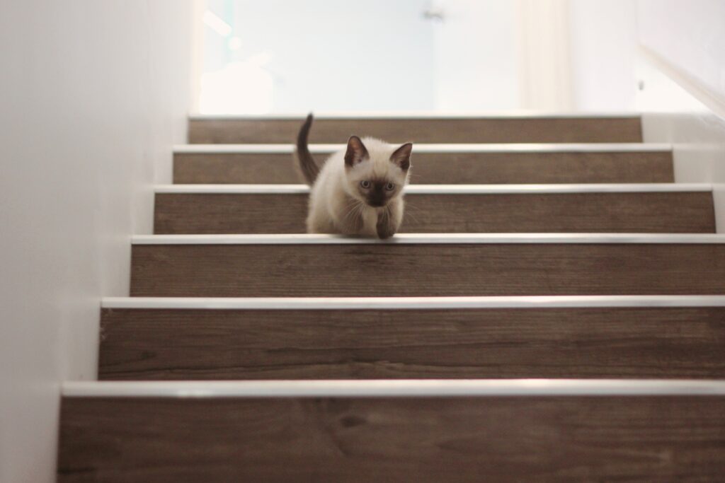 chaton descendant les escaliers
