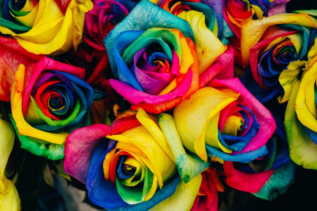roses de toutes les couleurs !