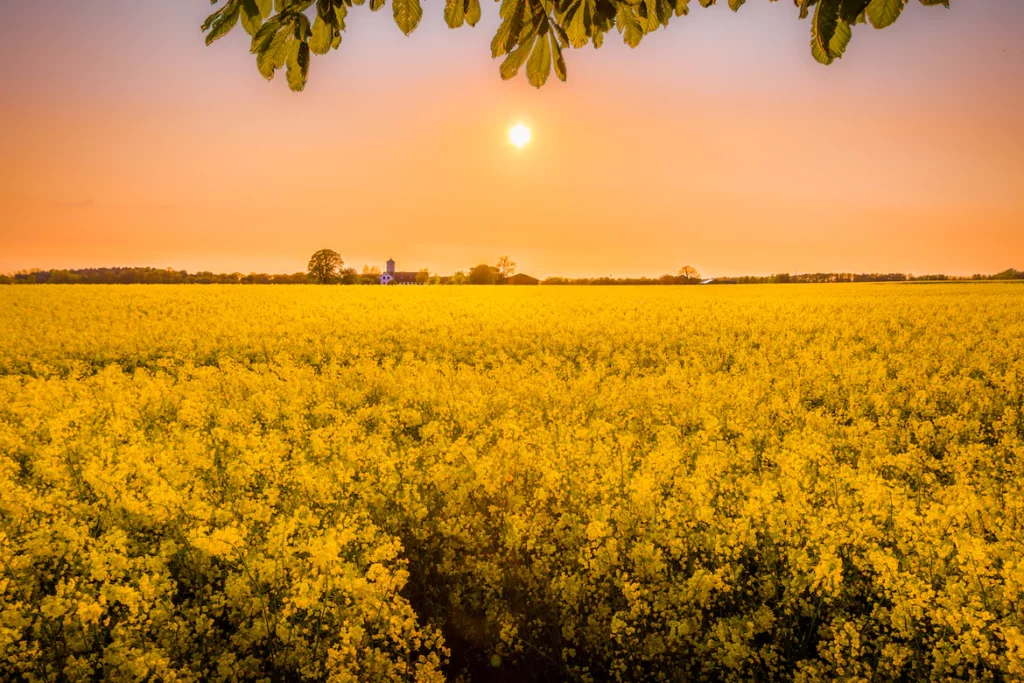 champs de fleurs jaunes avec coucher de soleil