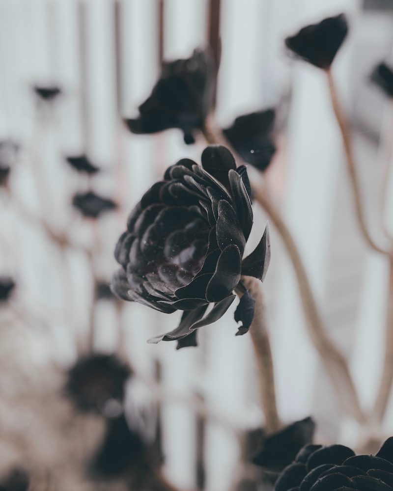 Fleur noir.