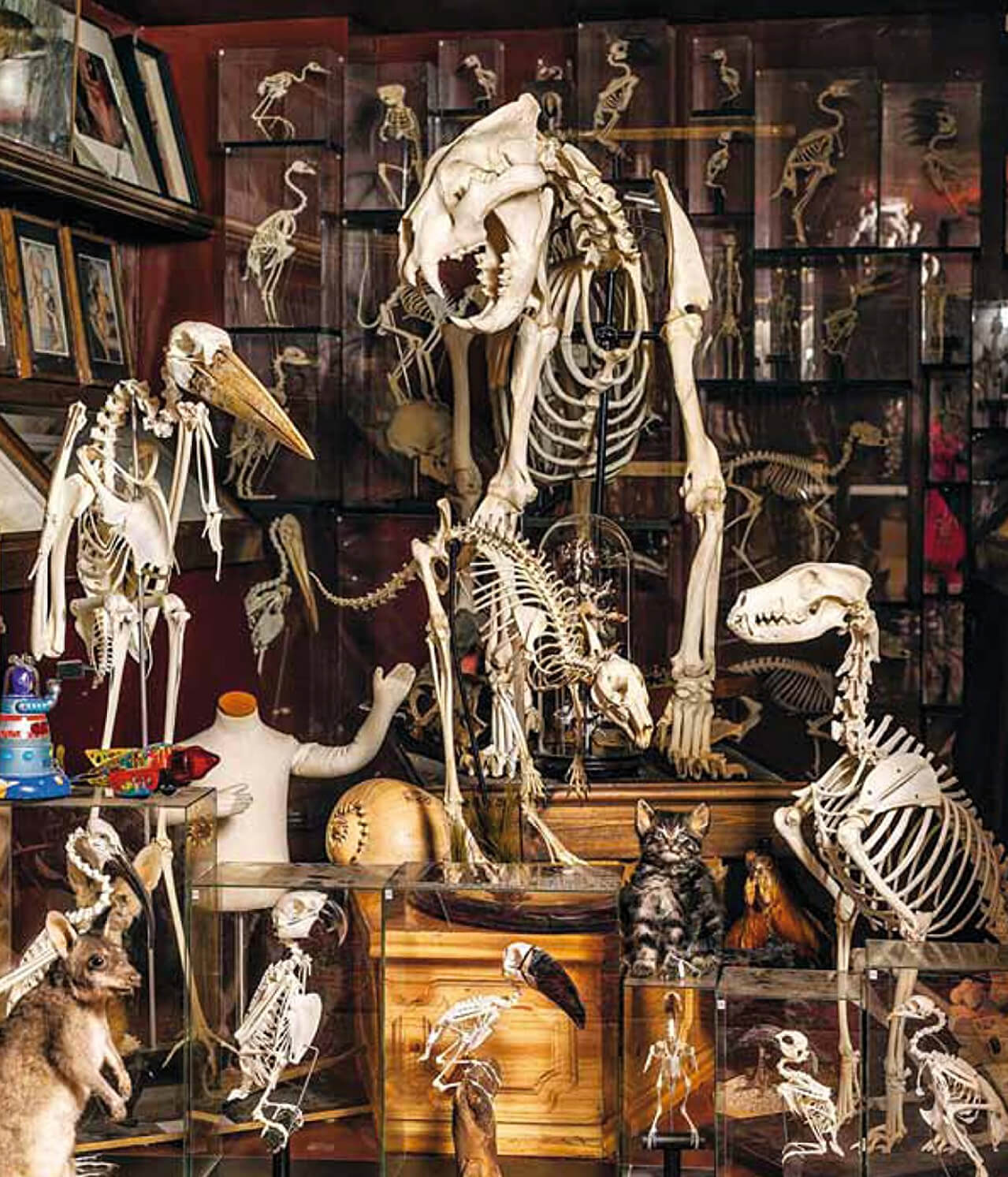 La décoration deyrolles, représentée par des squelettes de dinosaures, de vieux livres et d'autres étranges objets dans une pièce remplie de meuble en bois assez foncé