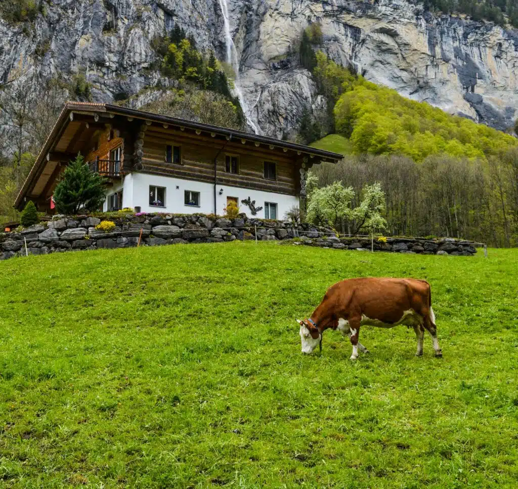 cabane dans une ferme