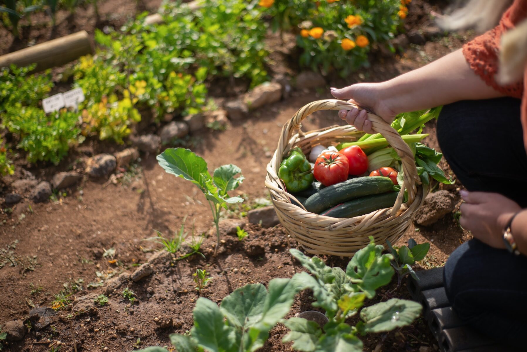 potager avec corbeille de légumes et plantations